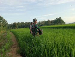 Dukung Swasembada Pangan, Babinsa Mare Dampingi Petani Pupuk Tanaman Padi