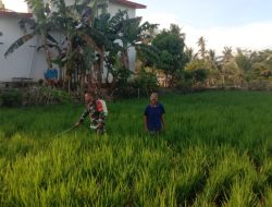 Dukung Ketahanan Pangan, Babinsa Pusunge Koramil 03/Cenrana Bantu Petani Penyemprotan Tanaman Padi