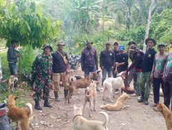 Cegah Kerusakan Tanaman, Babinsa Koramil 20/Bontocani Turut Serta Perburuan Hama Babi Hutan