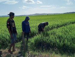 Babinsa Sibulue Melaksanakan Pendampingan Dalam Pemeliharaan Tanaman Padi Di Wilayah