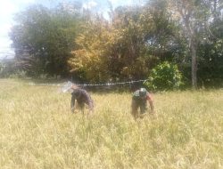 Dukung Ketahanan Pangan, Babinsa Ramil 1407-14/Libureng Dampingi Petani Pantau Perkembangan Tanaman Padi