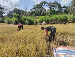 Babinsa Kel. Kahu Ramil 20 Bontocani Dampingi Petani Binaan Panen Padi Menggunakan Sabit