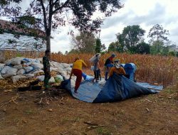 Babinsa Bolli Koramil 1407-10/Ponre Mendampingi Petani Merontok Jagung
