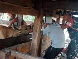 Babinsa Koramil 11/Barebbo Dampingi Vaksinasi Hewan Ternak Di Desa Parippung