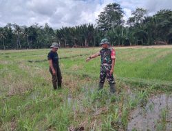 Babinsa Koramil 21/Palakka Dampingi Petani Pantau Perkembangan Jagung