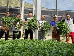 Dukung Program Ketahanan Pangan, Lapas Banjarbaru Panen 40 Kilogram Kangkung Jumbo