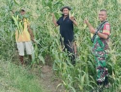 Peduli Kesejahteraan Petani, Babinsa Koramil 1425-01/Binamu, Turut Mendampingi Mengecek Tanaman Jagung Milik Warga
