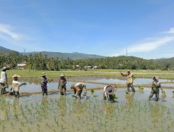 Dukung Swasembada Pangan,   Babinsa Tangse Turun Kesawah Bantu Petani Tanam Padi