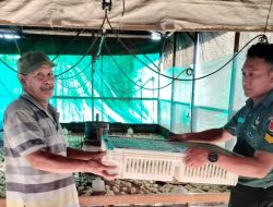 Lewat Bakti Sosial Kemandirian Masyarakat,Kodim 0907/Trk Berikan Bantuan Bibit Ayam Dan Pakan