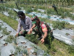Wujud Kepedulian,Babinsa 0907/04 Tarut Bantu Petani Rawat Tanaman Cabe