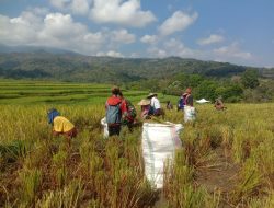 Tingkatkan Hanpangan, Babinsa Koramil 1424-02/Sinjai Barat Kodim 1424/Sinjai Laksanakan Pendampingan Panen Padi