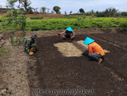 Babinsa Koramil 1425-02/Bangkala Bantu Petani