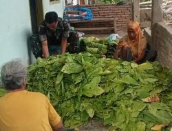 Babinsa Pasir Putih Koramil 1424-06/Sinjai Borong Kodim 1424/Sinjai Dampingi Petani Mengolah Tembakau Secara Tradisional