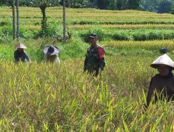 Sukseskan Hanpangan, Babinsa Koramil-06/Sinjai Borong Kodim 1424/Sinjai Dampingi Petani Panen Padi