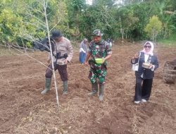 Bati Komsos Koramil-06/Sinjai Borong Kodim 1424/Sinjai Bantu Penanaman Jagung Milik Petani