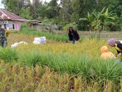 Dukung Program Hanpangan, Babinsa Batu Belerang Koramil 1424-06/Sinjai Borong Kodim 1424/Sinjai Bantu Petani Panen Padi