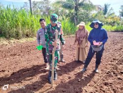 Babinsa Alehanuae Koramil-01/Sinjai Utara Kodim 1424/Sinjai Bersama Babinkamtibmas Lakukan Pendampingan Penanaman Jagung Milik Petani