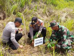 Dukung Penghijauan Di Wilayah Binaan, Anggota Koramil Maiwa Bersama Warga Masyarakat Tanam Pohon Jatih Putih Dan Pohon Mahoni