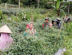 Wujudkan Swasembada Pangan, Babinsa Pasir Putih Koramil-06/Sinjai Borong Dampingi Petani Panen Cabe