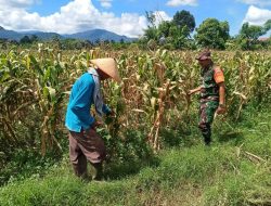 Babinsa Koramil 05/Lubuk Alung Bantu Warga Binaan Perawat Lahan Jagung
