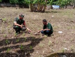 Jaga Ketahanan Pangan Babinsa Koramil 1407-14/Libureng Dampingi Petani Jagung
