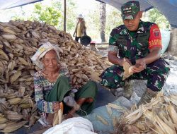 Wujudkan Ketahanan Pangan, Babinsa Koramil 14/Libureng Kodim 1407/Bone Dampingi Petani Panen Jagung