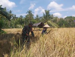 Babinsa Barakkae Koramil 08/Lamuru Turun Ke Sawah Membantu Petani Memananen Padi