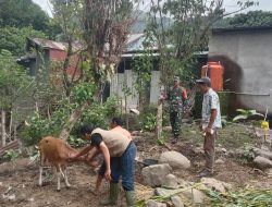 Babinsa Koramil 1407-20/Bontocani Gandeng Penyuluh Peternakan Vaksinasi Ternak Warga