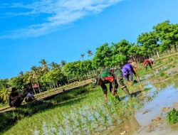 Babinsa Koramil 17/Salomekko Kodim 1407/Bone Bantu Petani Dusun Bulusele Tanam Padi