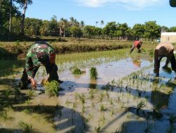 Babinsa Koramil 17/Salomekko Bantu Petani Tanam Padi Di Desa Binaannya Guna Dukung Ketahanan Pangan