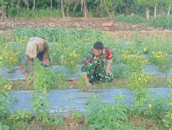 Capai Hasil Maksimal, Babinsa Usa Koramil 21/Palakka Dampingi Petani Cabai Lakukan Perawatan