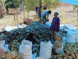 Sukseskan Swasembada Pangan, Babinsa Koramil 15/Mare Dampingi Petani Panen Jagung