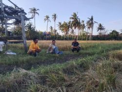Babinsa 01/Ajangale Aktif Memonitoring Perkembangan Padi Di Wilayah Binaannya