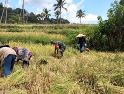Turun Ke Sawah Ikut Memanen, Babinsa Koramil 20/Bontocani Bantu Masyarakat Potong Padi