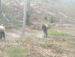 Babinsa Koramil 1407-05/Ulaweng Aktif Dukung Ketahanan Pangan Bantu Penyemprotan Rumput Di Lahan Jagung