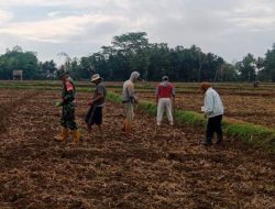 Sukseskan Ketahanan Pangan Nasional, Babinsa Ramil 12/Cina Bantu Warga Tanam Jagung