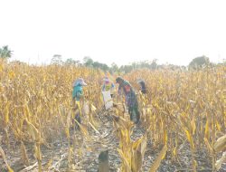 Wujud Kemanunggalan TNI Dengan Rakyat, Babinsa Ramil 15-Mare Bantu Petani Panen Jagung