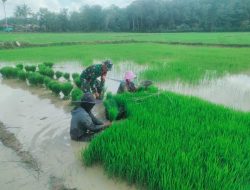 Berikan Semangat Dan Motivasi, Babinsa Tonra Turun Sawah Membantu Mencabut Bibit Padi Siap Tanam