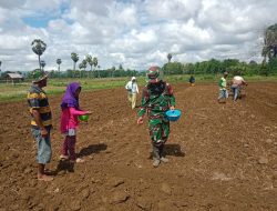 Babinsa Koramil 12/Cina Melaksanakan Pendampingan Ketahanan Pangan Kepada Petani Jagung  