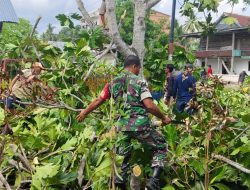 Babinsa Koramil 02/Dua Boccoe Kodim 1407/Bone Gotong Royong Penebangan Pohon Besar Di Pemukiman Warga