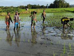 Tingkatkan Ketahanan Pangan, Babinsa Koramil 1407-13/Sibulue Bantu Warganya Tanam Padi