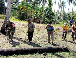 Tingkatkan Produksi Pertanian, Babinsa Koramil 1407-03/Cenrana Dampingi Petani Tanam Jagung