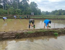 Dukung Ketahanan Pangan, Babinsa Koramil 14/Libureng Kodim 1407/Bone Dampingi Petani Kel. Ceppaga Menanam Padi