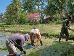 Dukung Ketahanan Pangan Wilayah, Babinsa Salomekko Bantu Petani Tanam Benih Padi