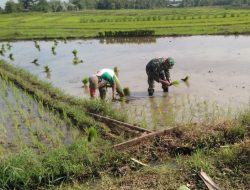 Babinsa Koramil 14-Libureng Dampingi Petani Menanam Padi Di Wilayah Binaan