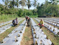 Babinsa Biringere Koramil-01/Sinjai Utara Kodim 1424/Sinjai Dampingi Petani Pantau Perkembangan Tanaman Cabe