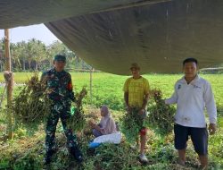 Babinsa Biringere Koramil 1424-01/Sinjai Utara Kodim 1424/Sinjai Dampingi Petani Panen Kacang Tanah
