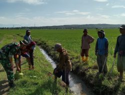 Tingkatkan Hasil Panen, Babinsa Koramil-03 Kodim 1404/Pinrang Turun Ke Sawah Basmi Hama Tikus