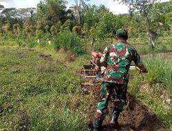 Babinsa Koramil-06/Sinjai Borong Kodim 1424/Sinjai Bantu Pengolahan Lahan Untuk Penanaman Jagung Dan Wijen Milik Petani