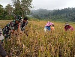 Wujudkan Swasembada Pangan, Babinsa Pasir Putih Koramil-06/Sinjai Borong Kodim 1424/Sinjai Dampingi Petani Memanen Padi
